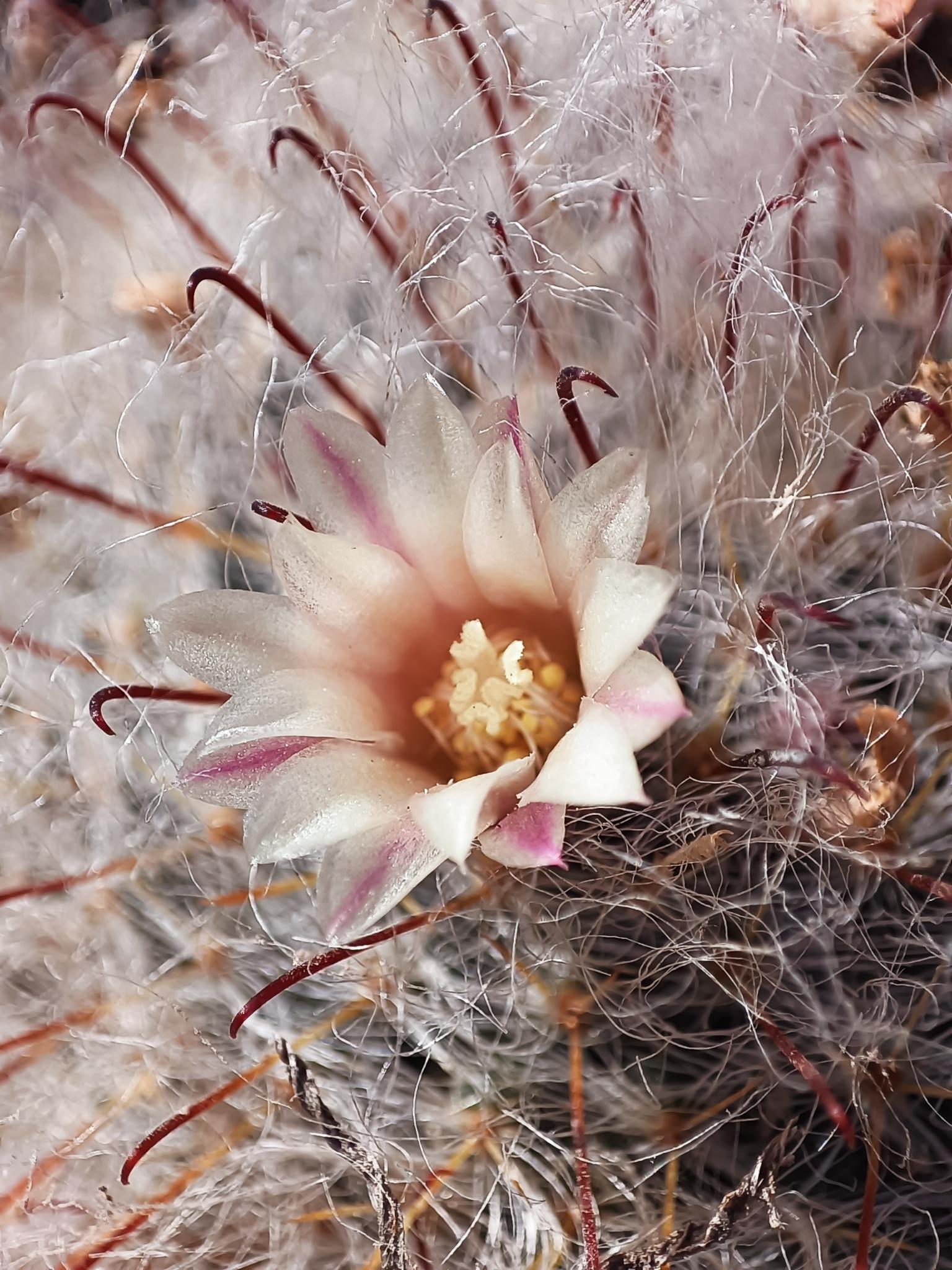 Mammillaria bocasana